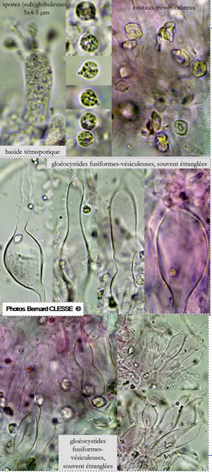 Gloiothele citrina (Vesiculomyces citrinus)